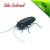 Cucaracha Solar